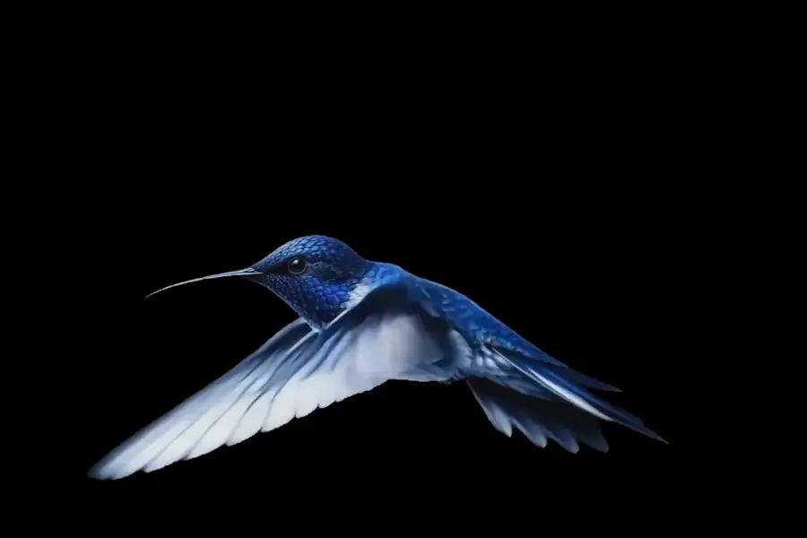 Kolibri